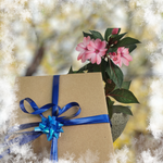 NEPTULA BEAUTY BOX